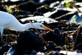 TheÃÂ cattle egretÃÂ - Bubulcus ibis